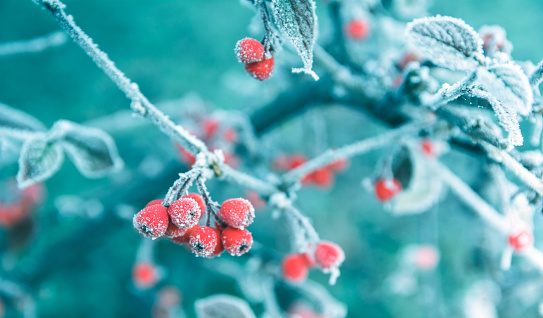 Frosted Red Berries on a Branch, Winter Background