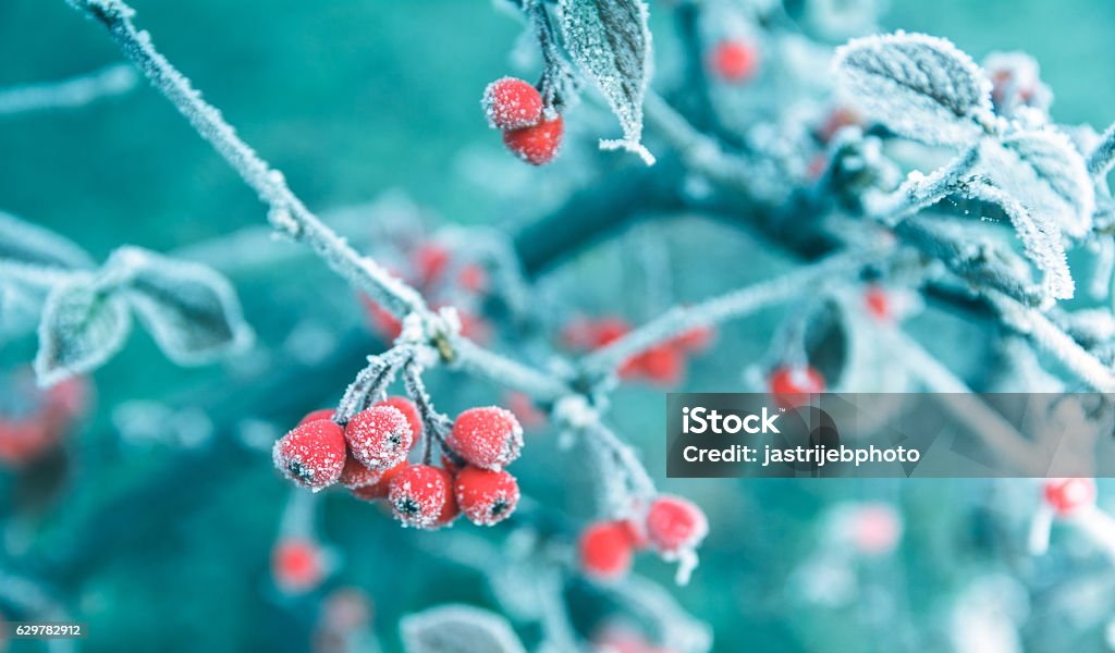Frosted Red Berries on a Branch, Winter Background Winter Stock Photo