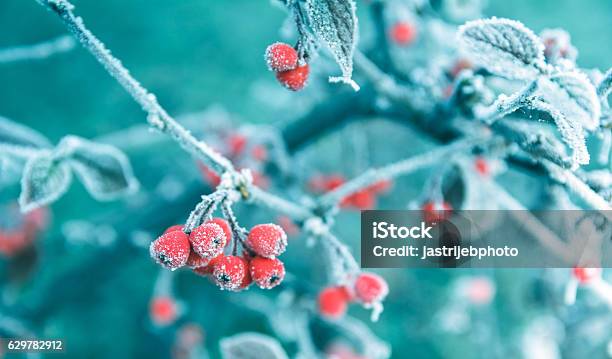 Frosted Red Berries On A Branch Winter Background Stock Photo - Download Image Now - Winter, Backgrounds, Frost