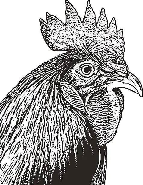 Vector illustration of Rooster Head Engraving