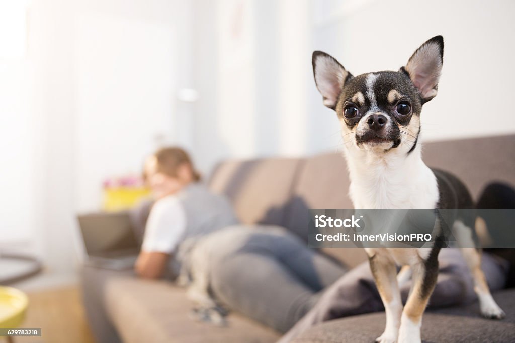Guarding my human Close up portrait of small dog standing on couch with his owner using laptop on second plan. Adult Stock Photo