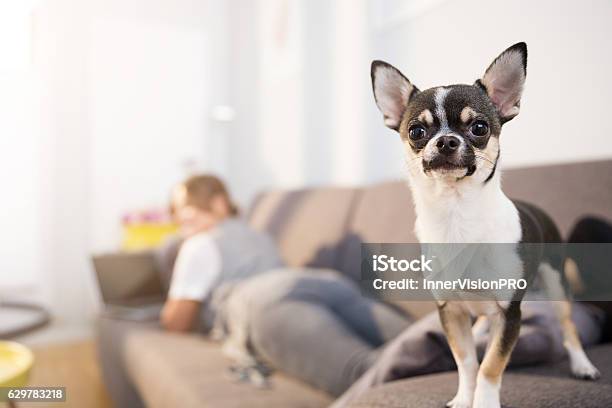 Guarding My Human Stock Photo - Download Image Now - Adult, Animal, Animal Body Part