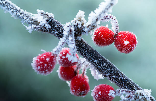 Frosted Red Berries, Winter Background Frosted Red Berries, Winter Background rime ice stock pictures, royalty-free photos & images