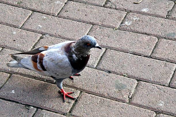 istock sity dove standing at the track 629783278