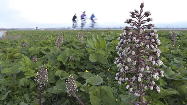 bikers on dike with butterbur flower in the front