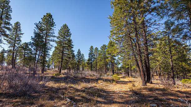 istock The narrow trail through the pine forest. 629783450