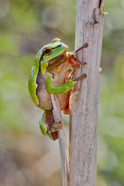 istock European Tree Frog on Cane, Slovenia 629783486
