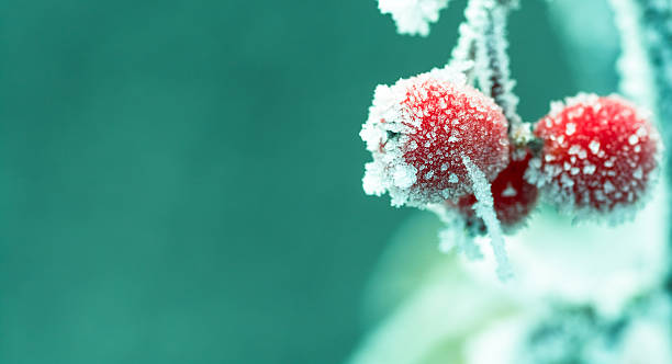Macro Shot of Frosted Red Berries