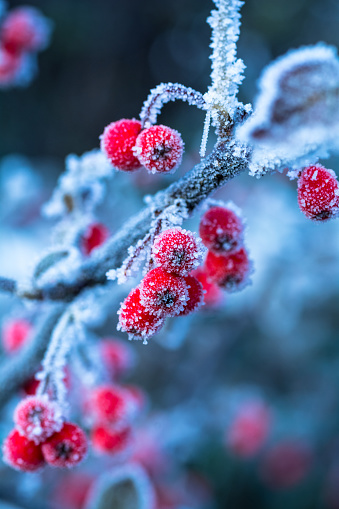 Red Berries Covered with Ice