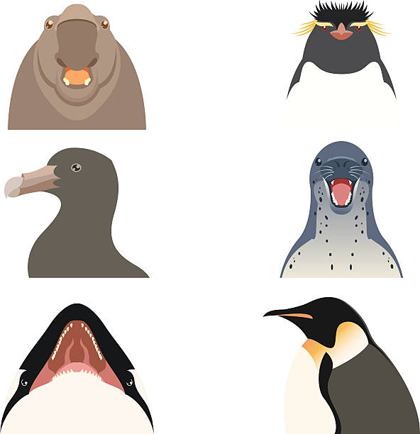 istock Set of flat antarctic animal icons 629785134