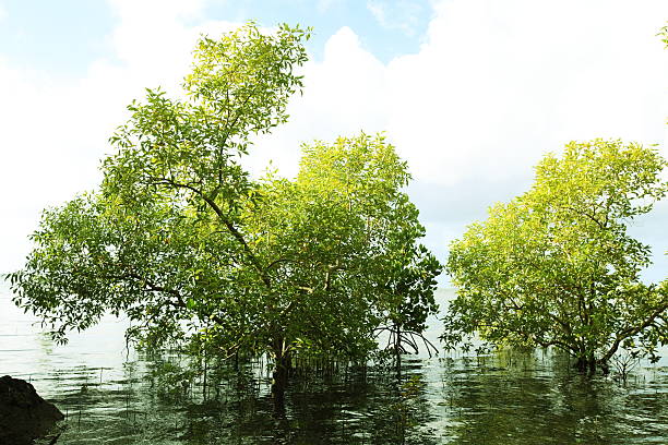 istock Water plant trees, Guam,US 629785354