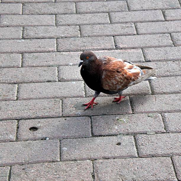 istock sity dove standing at the track 629785638