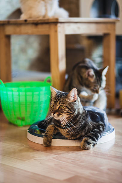istock Cute American short hair cat. 629786894
