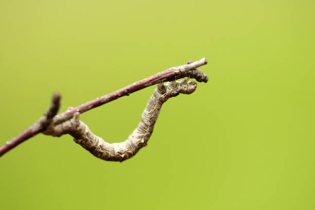 Caterpillar