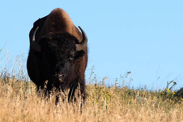 bison stare - american bison north dakota theodore roosevelt national park badlands foto e immagini stock