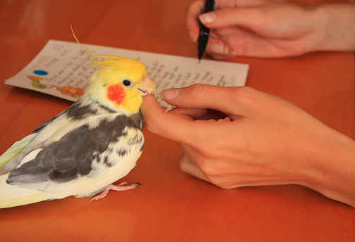 female hands with pen writing and playing with cockatiel, closeup