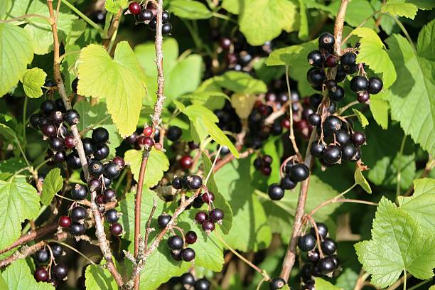 ribes nigrum en verano en suecia, escandinavia - gooseberry fruit bush green fotografías e imágenes de stock