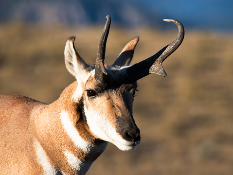 Sun side lighting a pronghorn antelope