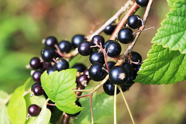 Ripe black currant on the bush in summer stock photo