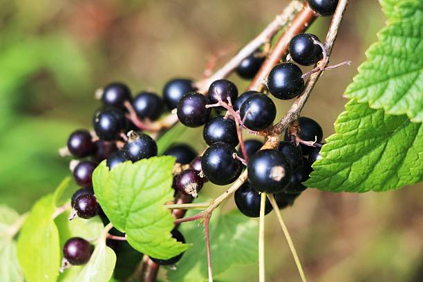 ripe black currant on the bush in summer - black currant currant black fruit imagens e fotografias de stock