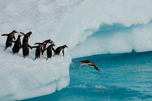 Penguin diving off iceberg Penguins diving off ice flow in Antarctica antarctica penguin bird animal stock pictures, royalty-free photos & images