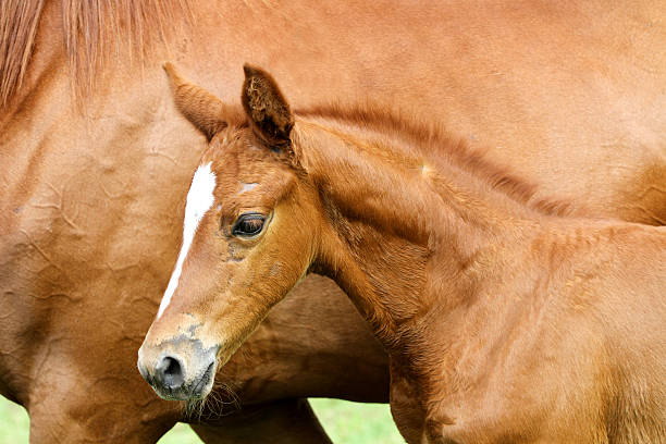 istock Side view portrait hestnut colored filly with mare 629793406
