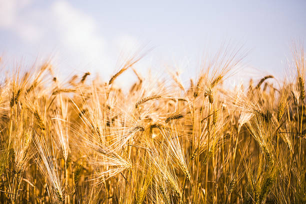 istock Golden barley field and sunny day 629794372