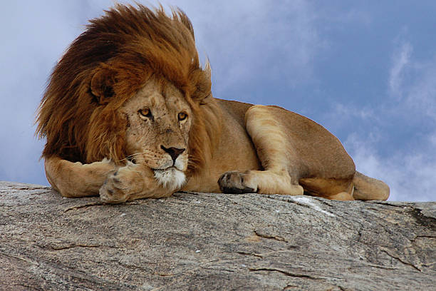 istock Male lion on a rock 629795138
