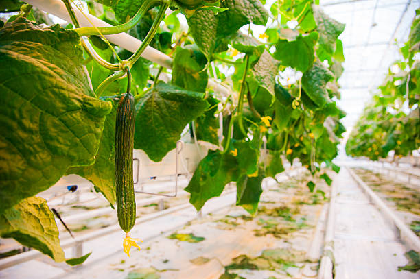istock Cucumbers ripening in greenhouse 629796044