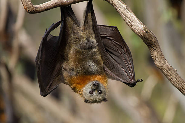 primo piatto di un pipistrello della frutta - bat fruit bat mammal australia foto e immagini stock