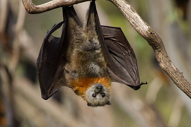istock Close Up of a Fruit Bat 629796180