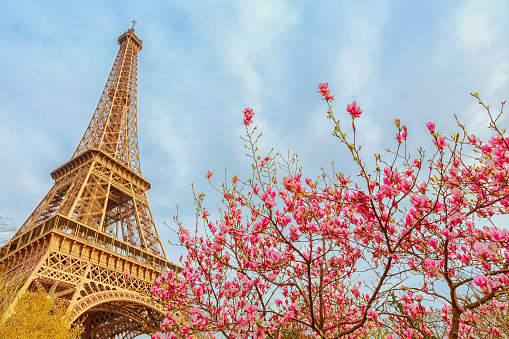 Stock photo of the Eiffel Tower and Magnolia Flowers in Spring