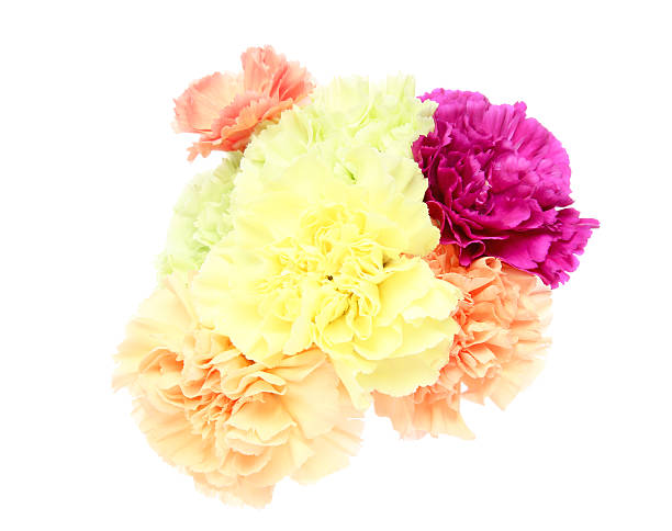 istock Bouquet of carnation 629797430