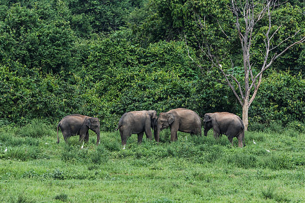 istock Family Of Wild Elephants 629797774
