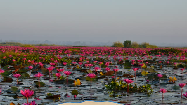Boat trip at pink lotus lake, Udon Thani Province, Thailand.
