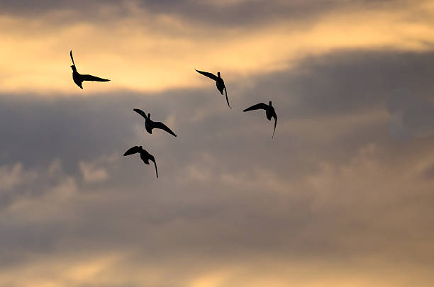 istock Silhouetted Flock of Ducks Flying in the Sunset Sky 629798352
