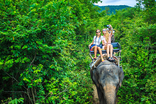 group of tourists in thailand riding elephants through jungle