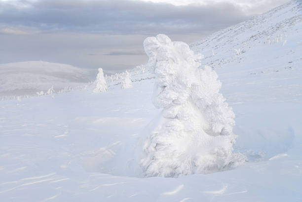 istock Snow covered spruce trees in winter mountains 629799140
