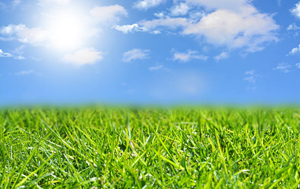 istock Blue sky with white clouds and green grass background 629799808