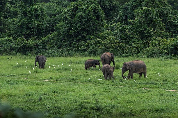istock Family Of Wild Elephants 629800286
