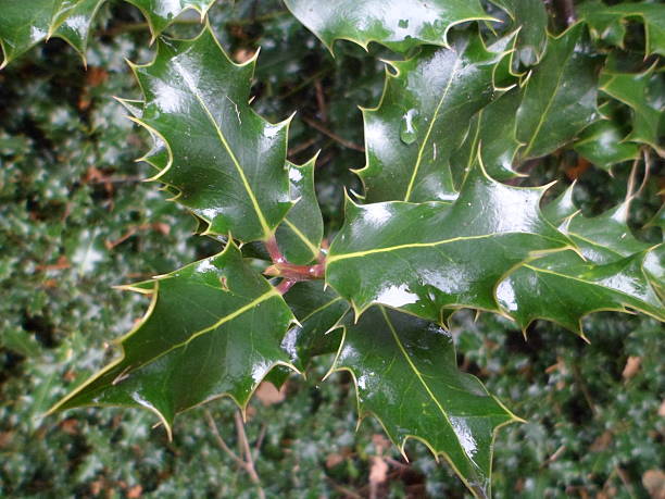 istock Close-up of a Holly bush sprig (Ilex aquifolium) 629800430