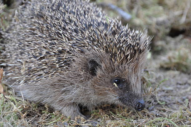istock Common hedgehog in Danish garden 629800550