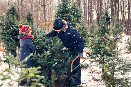 Dad cutting perfect Christmas tree with helping daughter outdoors winter. A light snow is falling. They are looking at each other with a sense of a well done job. Both are wearing warm clothes. Horizontal outdoors shot with copy space. This was taken in Quebec, Canada.