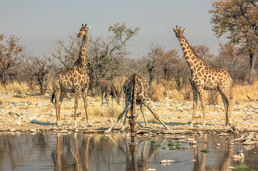 three giraffes drinking at pool in Namibian savannah of Etosha National Park, dry season in Namibia, Africa