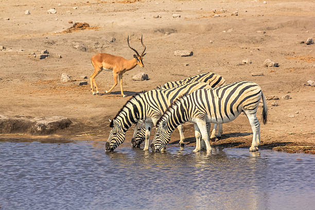 istock Etosha zebras and impalas 629801182