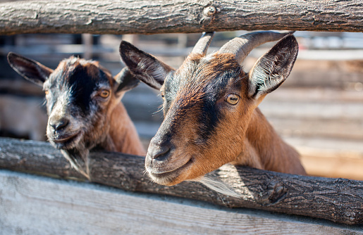two young, small goatling peeping from behind a wooden fence in the aviary.