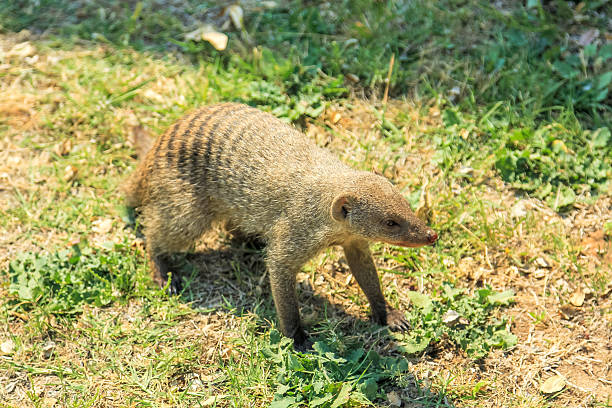 African Mongoose In Etosha Stock Photo - Download Image Now - Africa,  African Culture, Animal - iStock