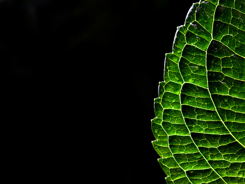 A photograph of a green leaf being illuminated from behind on a black background.