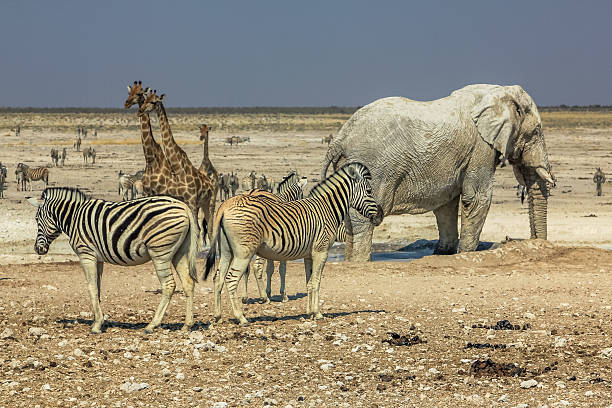 istock Etosha zebras giraffes 629801494