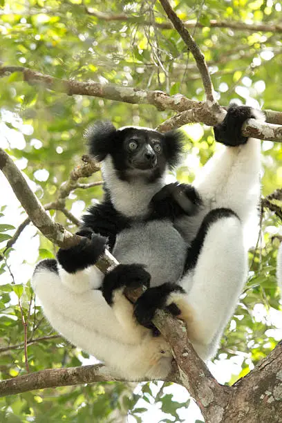 Critically endangered, a black and white, wild indri while sitting in the crux of a tree looks into the rainforest canopy in Mantidia - Andasibe National Park, also known by Perinet in the eastern rainforest of Madagascar.